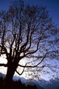 Tree silhouette Royalty Free Stock Photo