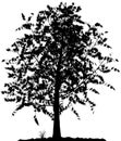 Tree silhouette. Royalty Free Stock Photo