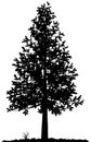 Tree silhouette. Royalty Free Stock Photo