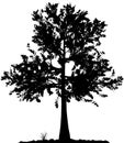 Tree silhouette. Royalty Free Stock Photo