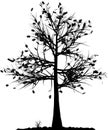 Tree silhouette. Royalty Free Stock Photo
