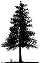 Tree silhouette. Royalty Free Stock Photo