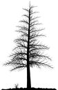 Tree silhouette. Royalty Free Stock Photo
