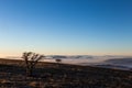 A tree silhouette above a sea of fog and mountains Royalty Free Stock Photo