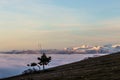 A tree silhouette above a sea of fog and mountains with snow at the distance Royalty Free Stock Photo