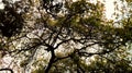 Tree silhouette with abstract branch patterns