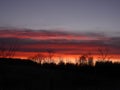 Tree silhouette against blue and orange sunset Royalty Free Stock Photo