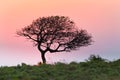 Tree silhouette against sunset sky Royalty Free Stock Photo