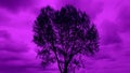 Tree silhouette against violet sky. Royalty Free Stock Photo