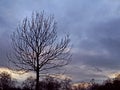 Tree silhouette against a winter sunset