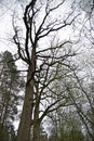 Tree silhouette