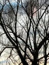 Tree silhouette. Bare twigs and branches.