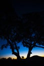 Tree Silhouette in Blue and Black