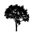 Tree silhouette for brush on white background Royalty Free Stock Photo