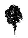 tree silhouettes isolated on white background . Royalty Free Stock Photo