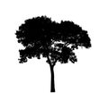 tree silhouettes isolated on white background . Royalty Free Stock Photo