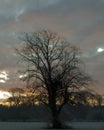 Tree silhouette at dawn.