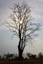Tree silhouette dead Royalty Free Stock Photo