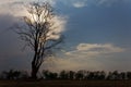 Tree silhouette dead Royalty Free Stock Photo