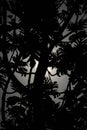 A tree silhouette in a monochrome picture Royalty Free Stock Photo