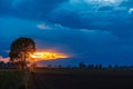 Tree silhouette Royalty Free Stock Photo