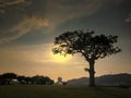 Tree in silhouette at dusk Royalty Free Stock Photo
