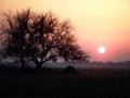 Tree Silhouette in the field at Orange Sunset with Sun Royalty Free Stock Photo