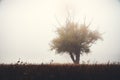 Tree silhouette in foggy morning in a frosty field