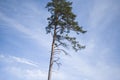 Tree silhouette on hazed blue sky background