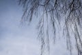 Tree silhouette on hazed blue sky background