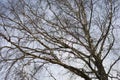 Tree silhouette on hazed blue sky background