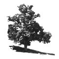 Tree silhouette isolated on white background. Oak tree icon. Royalty Free Stock Photo