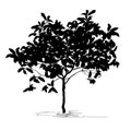 Tree silhouette kumquat Fortunella Swingle L Royalty Free Stock Photo