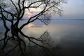 Tree silhouette in lake water during a spring high water against Royalty Free Stock Photo