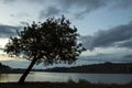 Tree silhouette in the late afternoon sunset on a lake in the countryside of sao paulo