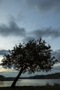 Tree silhouette in the late afternoon sunset on a lake in the countryside of sao paulo Royalty Free Stock Photo