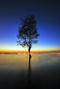 The Tree silhouette leaning over lake in Surin