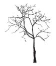 Tree silhouette, without leaves, black isolated on white background, vector illustration. Royalty Free Stock Photo