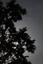 A tree silhouette in a monochrome picture