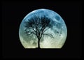 Tree silhouette and the Moon Royalty Free Stock Photo