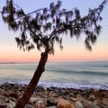 Tree silhouette at Noosa beach at sunrise Royalty Free Stock Photo