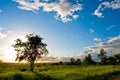 Tree silhouette over blue sky Royalty Free Stock Photo