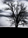 tree in silhouette on an overcast evening