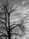 Tree silhouette with Raven Bird on branch. Grey cloudy skies. Crow, Halloween.  Black and white analogue photo Royalty Free Stock Photo