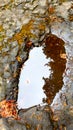 Tree Silhouette Reflected In A Puddle Royalty Free Stock Photo