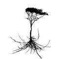 Tree Silhouette with root system Isolated on White Background. V Royalty Free Stock Photo