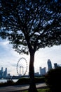 Tree Silhouette with Singapore Flyer