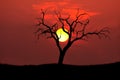 Tree silhouette sun Royalty Free Stock Photo