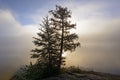 Tree Silhouette in Sun and Morning fog in the North Woods Royalty Free Stock Photo