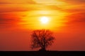 Tree silhouette with sun and red orange yellow sky Royalty Free Stock Photo